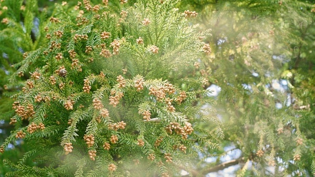 花粉症外来